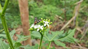 les fleurs blanches se déplacent lentement dans le vent video