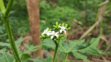 les fleurs blanches se déplacent lentement dans le vent video