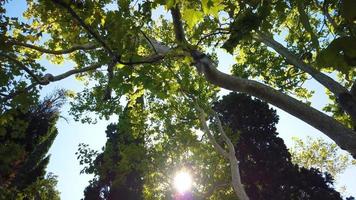 el sol brilla a través de los árboles video