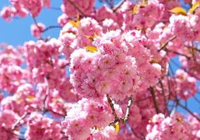 Spring Flowers Banner. Branch of blooming pink flowers of Sakura tree in early spring. Amazing natural floral spring banner or greeting card, postcard, poster. photo