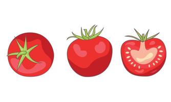 A set of different tomato halves drawn vector