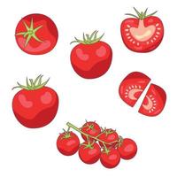 A set of brightly colored different tomatoes, on a branch and halves vector