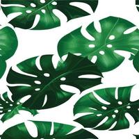 patrón de monstera verde fondo blanco. patrón exótico con hojas tropicales. ilustración vectorial patrón de hoja de monstera. hojas de palmeras tropicales. tela de diseño exótico, estampado textil, papel de regalo vector