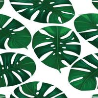 patrón de monstera verde fondo blanco. patrón exótico con hojas tropicales. ilustración vectorial patrón de hoja de monstera. hojas de palmeras tropicales. tela de diseño exótico, estampado textil, papel de regalo vector