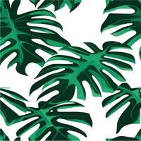 patrón de monstera verde fondo blanco. patrón exótico con hojas tropicales. ilustración vectorial patrón de hoja de monstera. hojas de palmeras tropicales. tela de diseño exótico, estampado textil, papel de regalo vector