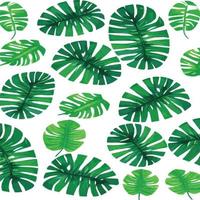 patrón de monstera verde fondo blanco. patrón exótico con hojas tropicales. ilustración vectorial patrón de hoja de monstera. hojas de palmeras tropicales. tela de diseño exótico, estampado textil, papel de regalo vector