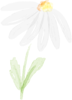 watercolor white daisy png