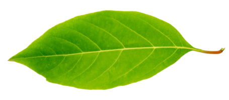 Close-up leaf fresh green isolated png