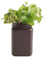 Young plant of Plectranthus amboinicus mexican mint in flowerpot isolated png