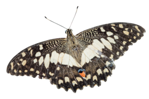 bellissimo monarca farfalla isolato png