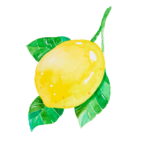 Watercolor lemon fruit png
