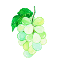 Watercolor green grape fruit png