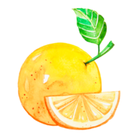 vattenfärg orange frukt png