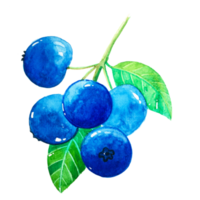 Watercolor blueberry fruit png
