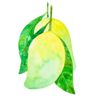 Watercolor mango fruit png