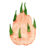 aquarel drakenfruit png