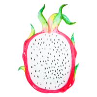 Watercolor dragon fruit png