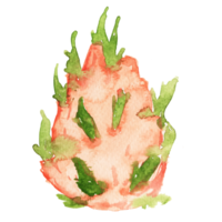 aquarel drakenfruit png