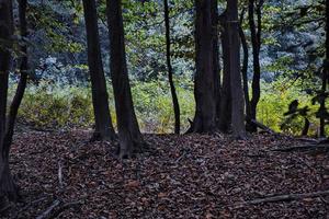 la magia de los colores vivos del otoño en los bosques italianos en octubre de 2022 foto