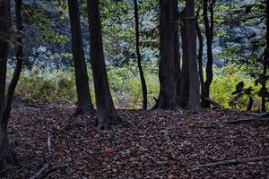 the magic of the vivid colors of autumn in the Italian woods in October 2022 photo