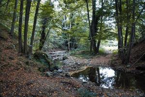 la magia de los colores vivos del otoño en los bosques italianos en octubre de 2022 foto