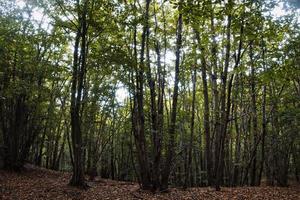 la magia de los colores vivos del otoño en los bosques italianos en octubre de 2022 foto