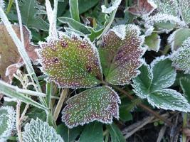 Morning hoarfrost enveloped autumn plants in the garden photo