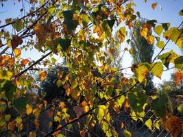 la luz del sol se filtra a través del follaje de otoño foto