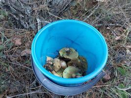 Forest mushrooms grew in autumn photo