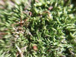 Green texture of wet grass and moss photo