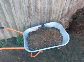 Pig manure collected for garden fertilization photo