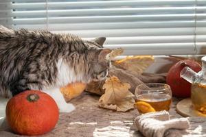 The cat approaches a cup of tea standing on the windowsill surrounded by pumpkins and autumn leaves photo