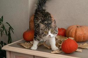 gato gris esponjoso se sienta en la mesa entre calabazas y hojas de otoño foto