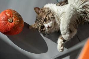 retrato de un gato tendido en el suelo junto a una calabaza foto