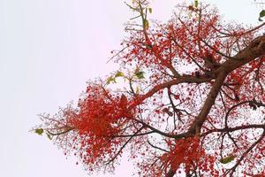 Australian Flame Tree photo