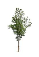 Trees that are isolated on a white background are suitable for both printing and web pages photo