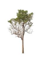 Trees that are isolated on a white background are suitable for both printing and web pages photo
