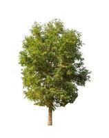 Trees that are isolated on a white background are suitable for both printing and web pages photo