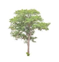 Trees that are isolated on a white background are suitable for both printing and web pages photo