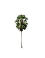 sugar palm that are isolated on a white background are suitable for both printing and web pages photo