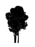 Tree silhouette for brush on white background photo