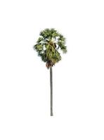 sugar palm that are isolated on a white background are suitable for both printing and web pages photo