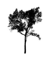 Tree silhouette for brush on white background photo