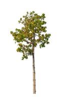 Trees that are isolated on a white background are suitable for both printing and web pages photo