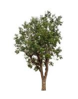 Tree that are isolated on a white background are suitable for both printing and web pages photo