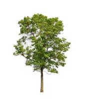 Tree that are isolated on a white background are suitable for both printing and web pages photo