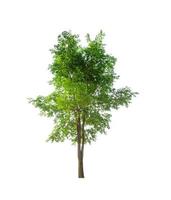 Trees that are isolated on a white background are suitable for both printing and web pages photo
