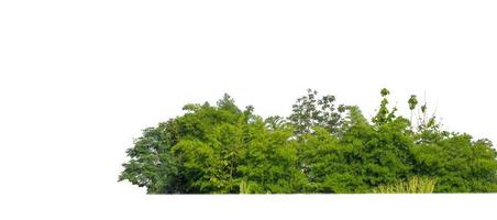 árboles verdes aislados en fondo blanco.son bosques y follaje en verano tanto para impresión como para páginas web con ruta cortada y canal alfa foto