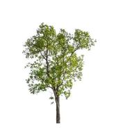 Trees that are isolated on a white background are suitable for both printing and web pages photo