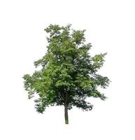 Trees that are isolated on a white background are suitable for both printing and web pages photo